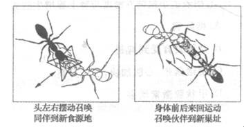 当蚂蚁发现新食物源或要迁移到崭的巢址时,都