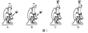 图1是某同学使用显微镜过程中，转动粗准焦螺旋使镜筒下降的操作图示，其中正确的操作是