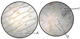 如图，是某同学在显微镜下观察到的洋葱表皮细胞图像。请回答下列问题。 (1)从图像上看细胞基本上呈长方形的格 - 上学吧找答案