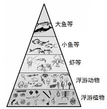 下图是海洋生态系统中最普通的能量金字塔。从图中可知,大鱼吃小鱼,小鱼吃虾,虾吃浮游动物,浮游动物吃浮游植 - 上学吧找答案