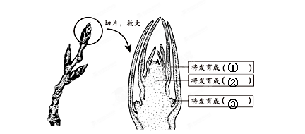 以下是芽的结构示意图,在下面的方框中填写有关结构的