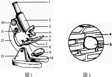 如图1所示是表皮显微镜光学示意图和v表皮如图2所示洋葱细胞时装临结构初中朱港王俊霍邱县图片