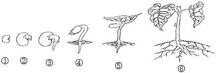 下图①②③④⑤⑥是菜豆种子萌发成幼苗的各阶段示意图。则下列A、B、C、D四幅图中能正确表示上图①~⑥过程有机物含量变 - 上学吧找答案