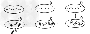 有一种病毒叫噬菌体,由蛋白质的外壳和dna组