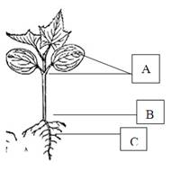 观察菜豆种子和玉米种子以及幼苗的结构图，回答下列问题:(共17分)(1)对比菜豆种子和玉米种子的结构，我们观察 - 上学吧找答案