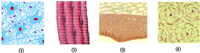 人体的组织顺序表达正确的是()a.