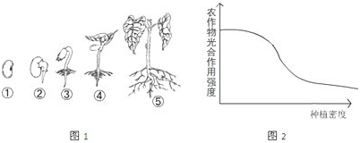 图1为菜豆子的萌发过程.图2为农作物的光合作用强度和