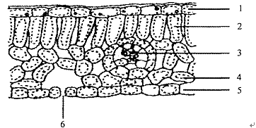 (5分)下图是叶片结构示意图,据图回答:(1)写出图中序号所示结构名称