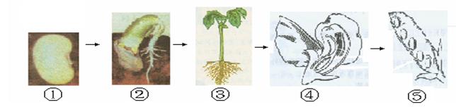 下图描述的是绿色植物——大豆的一生,根据图示回答问题(13分)