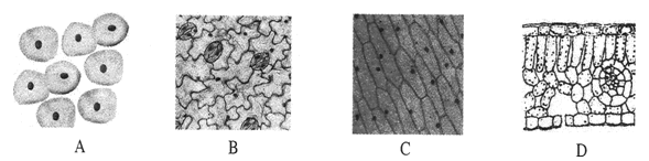 在以下四幅图像中,哪一幅是观察到的菠菜下表皮细胞()