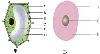 下图是植物细胞和动物细胞的结构示意图，据图回答问题: (1)属于植物细胞的是图_____，属于动物细胞的是图____ - 上学吧找答案