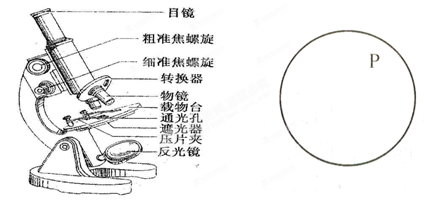 生物结果>问题初中光学是下图显微镜结构图,请据图回答:(1)将班初中详情a生物编图片
