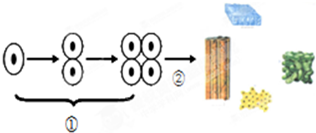 如图所示的是细胞分裂和细胞分化的过程,请据图回答问题:(1)图中的①表示细胞的______过程,判断依据是细胞___ - 上学吧找答案