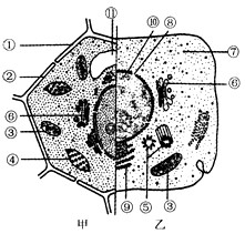 下图表示合在一起的动、植物细胞亚显微结构模式图。据图回答:(1)如果甲图为洋葱根尖细胞，则不应该有细胞器[ ]
