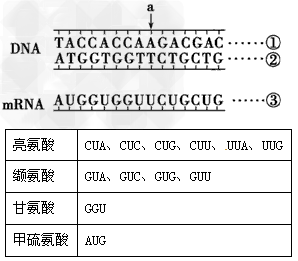 请据图回答问题(几种相关氨基酸的密码子见下表)