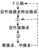 (1)性激素属于有机物中的_________物质,性激素