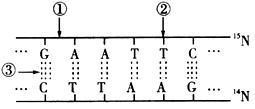 有关DNA分子结构的叙述，正确的是[ ]A.DNA分子由4种脱氧核苷酸组成B.DNA单链上相邻碱基以氢键连接C.碱基与磷