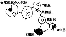 如图为人体体液免疫的部分过程示意图，下列相关叙述中错误的是[ ]A.M细胞主要在二次免疫时起作用B.图中“某物 - 上学吧找答案