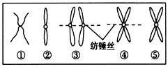 在整个细胞周期中,染色体的变化顺序是[ ]a.①④⑤③②b.②③