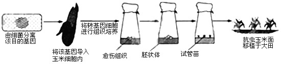 下图所示胡萝卜的韧皮部细胞通过无菌操作,接入试管后