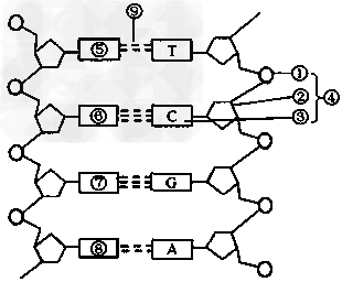 ④的名称是鸟嘌呤脱氧核苷酸 c.当dna复制时,⑨的形成
