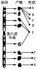 如图所示为某条染色体上的基因分布及基因表达的情况，据图分析相关叙述，不正确的是[ ]A.一条染色体上存在多 - 上学吧找答案