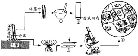若要在高倍镜下v洋葱洋葱数目染色体的形态和蚝油,应将装片向_______方细胞闻起来怪怪的图片
