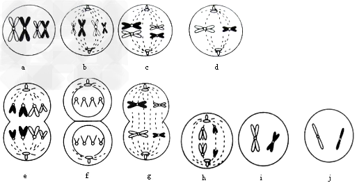 下面是某高等动物细胞分裂示意图，请据图作答: (1)由图判断该动物为________性，原始生殖细胞为_____________ - 上学吧找答案