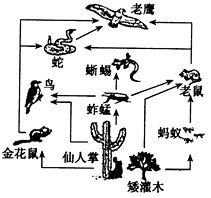 下图所示食物网的生态系统中,能正确描述各种成分和彼此间关系的选项