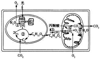 如图表示光合作用与呼吸作用过程中物质变化的