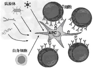 下图表示某种抗原递呈细胞(APC)在免疫调节中