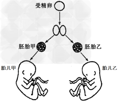 甲和乙为同卵双胞胎,其发育过程示意图如下,下