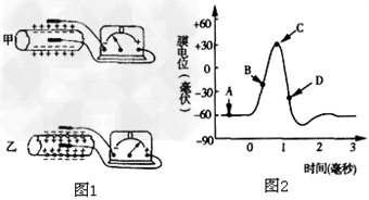 神经冲动在神经纤维上是以局部电流的形式传导的。将连接灵敏电流计的导线两端分别置于神经纤维的外表面和内 - 上学吧找答案