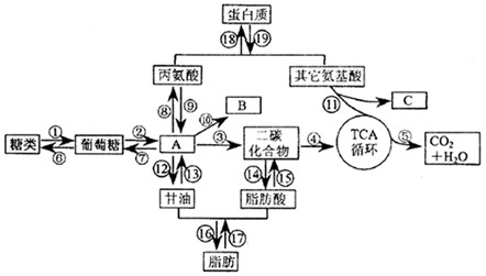 下图为人体内物质代谢过程示意图,请据图回答.