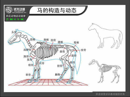 动态|技巧 Flash动画制作绘图技巧:四足动物运动规律之马的构造与动态,本文转载已经获得派龙动漫培训基地的同意,如果您想转载请自行联系派龙动漫培训基地,否则后果自负。未经作者同意,严禁转载! 一:马骨骼构造的分析图。 二:奔跑的马--正面图。 图三:奔跑的马--背面图。 图四:奔跑的马--侧面图。