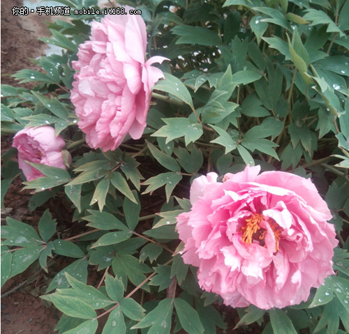 1300W八核拍照王 POMP菜刀C6S初体验 - 百