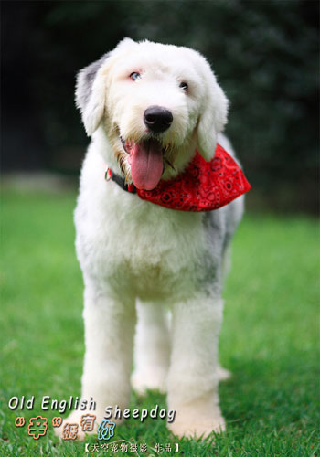 简单训练让宠物狗不再咬人 - 百科教程网_经验