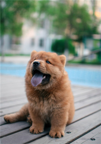 公开四款自制营养狗粮食谱 - 百科教程网_经验