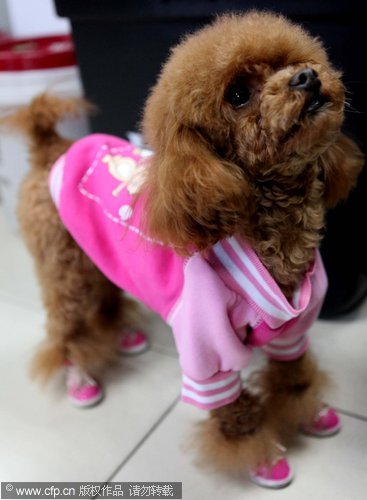 狗呕吐症状的自我诊断 - 百科教程网_经验分享