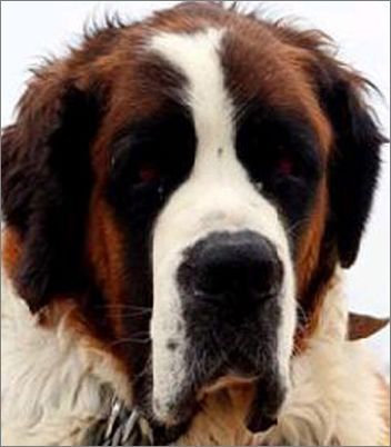 圣伯纳母狗饲养 - 百科教程网_经验分享平台[上