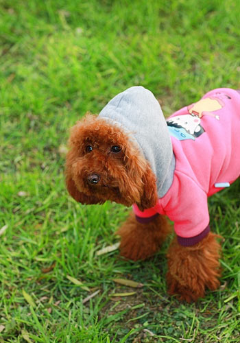 训练泰迪狗狗的三个小原则 - 百科教程网_经验