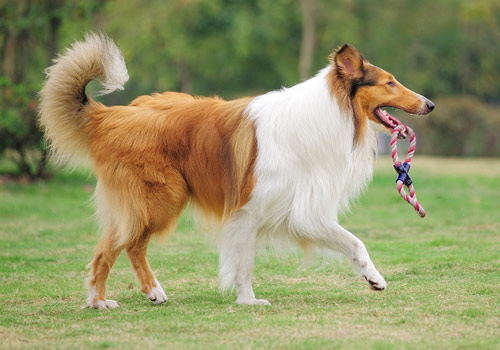 加泰罗尼亚牧羊犬_牧羊牧羊犬的飞盘训练_牧羊牧羊网论坛