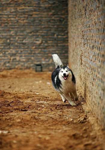 妙招训练宠物狗的站立姿势 - 百科教程网_经验