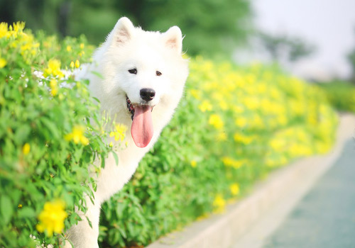 轻松训练宠物狗在箱内排便 - 百科教程网_经验