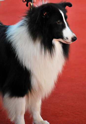 宠物狗拒食训练的注意事项 - 百科教程网_经验