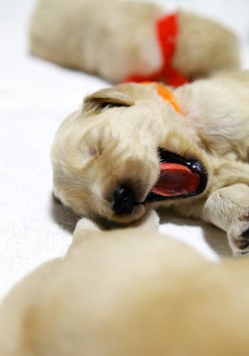 初到家小宠物狗的训练注意 - 百科教程网_经验