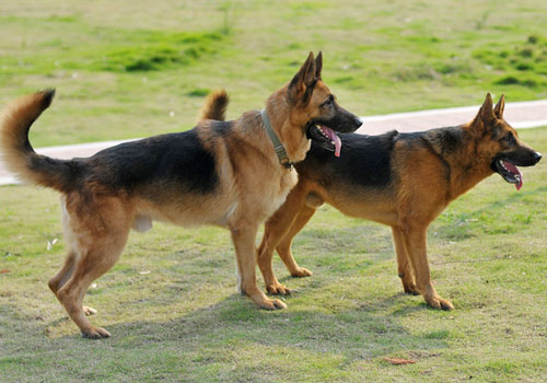 选择参加防卫犬训练的幼犬 - 百科教程网_经验