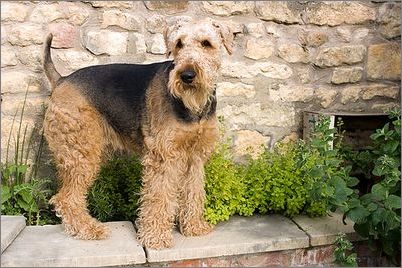 狗狗繁育 万能梗假怀孕的危害 - 百科教程网_经验分享平台[上学吧经验教程频道]