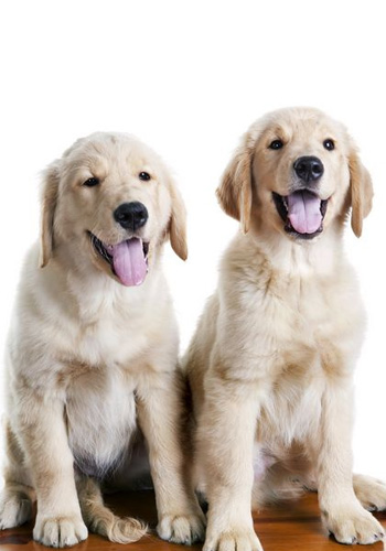 幼犬期宠物狗训练的基础性 - 百科教程网_经验