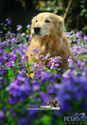 【金毛犬训练】专家教你如何训练金毛犬 - 百科